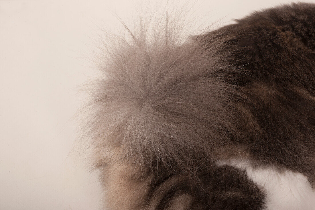 Kurilian longhair cat
