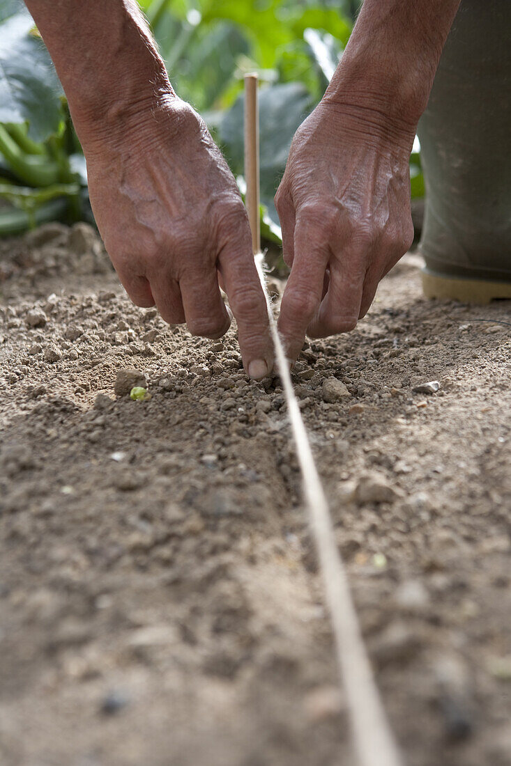 Planting seeds along a line of twine