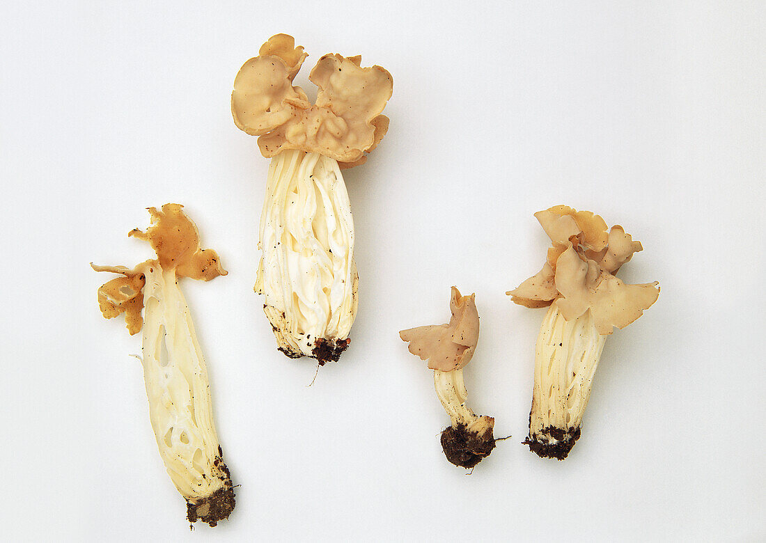 Common white saddle mushroom
