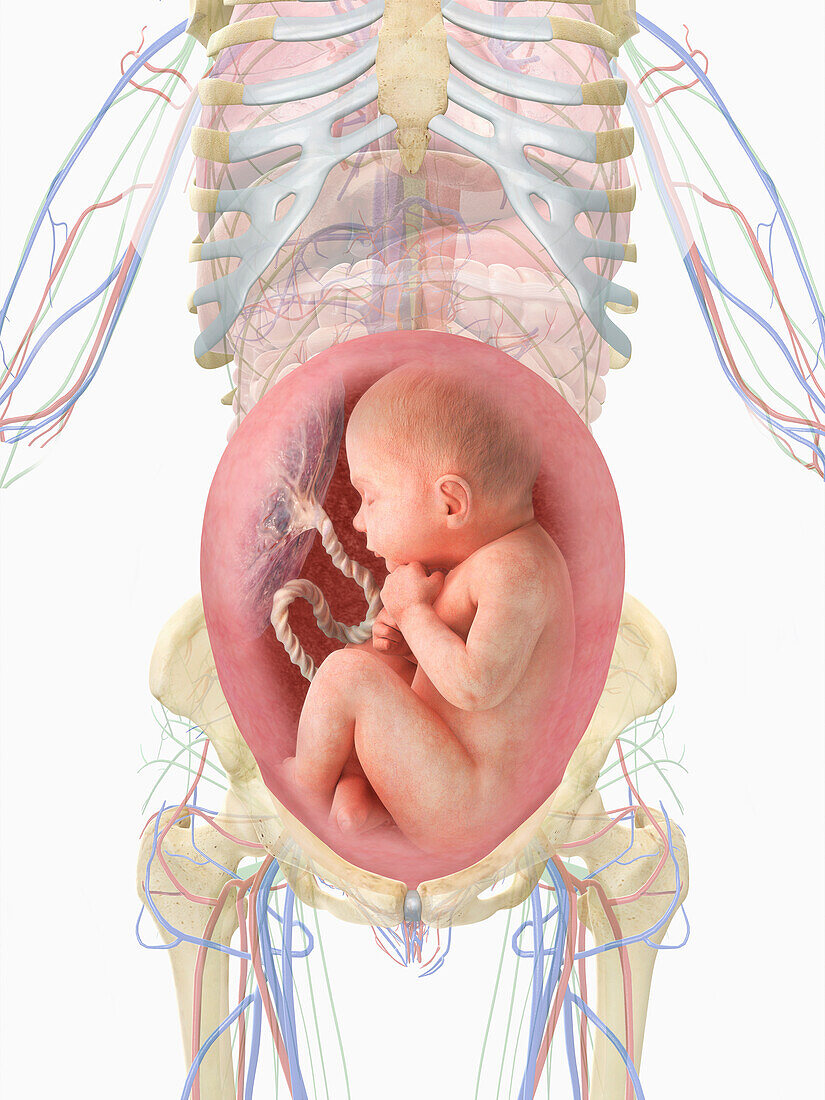 Foetus in womb, illustration