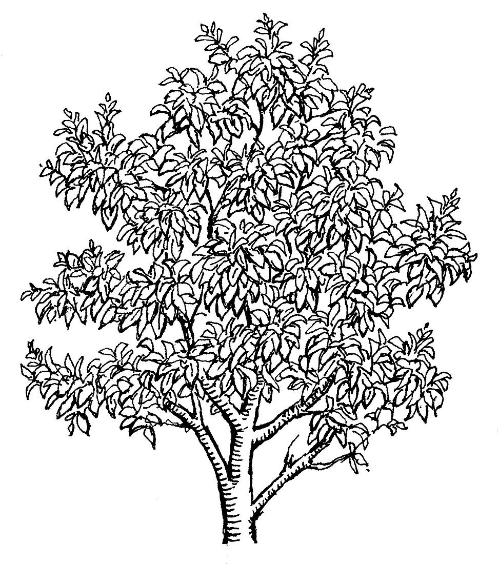 Avocado tree (Persea americana), illustration