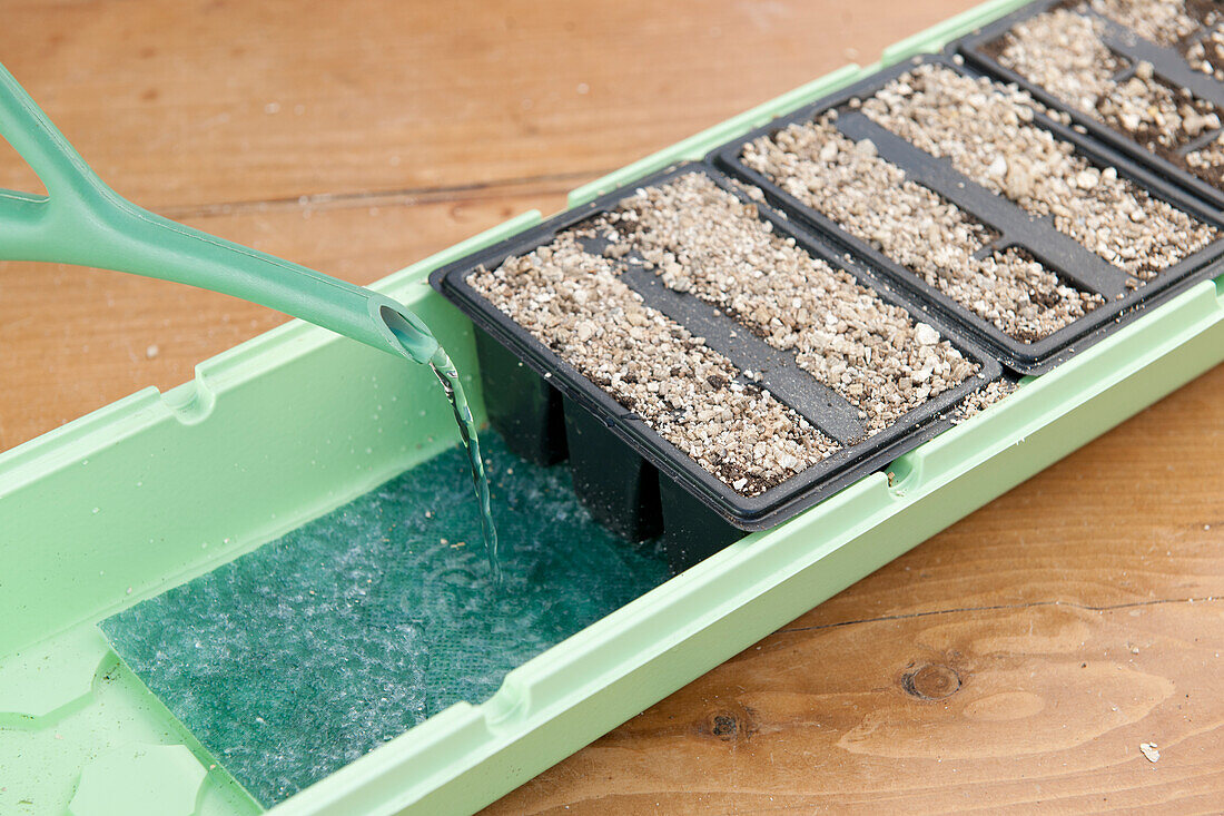 Watering vegetable seeds in modules