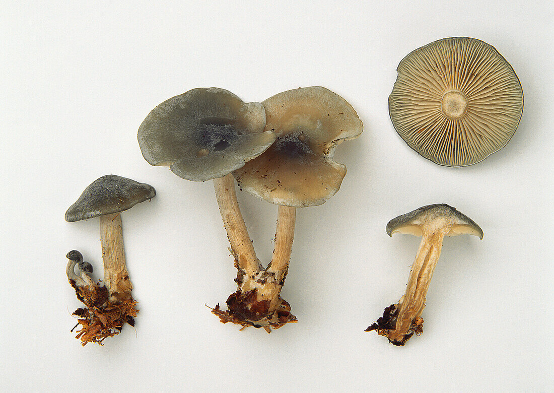 Blue-green funnel-cap mushrooms