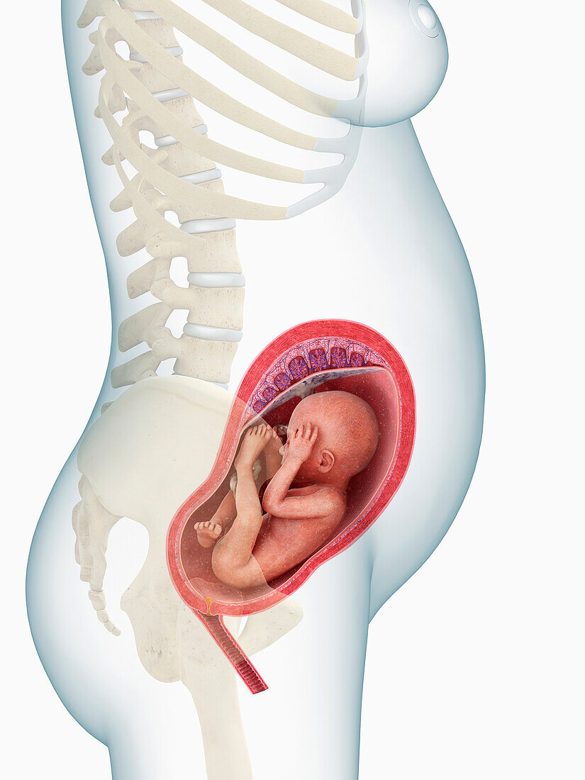 Foetus in womb at 6 months, illustration