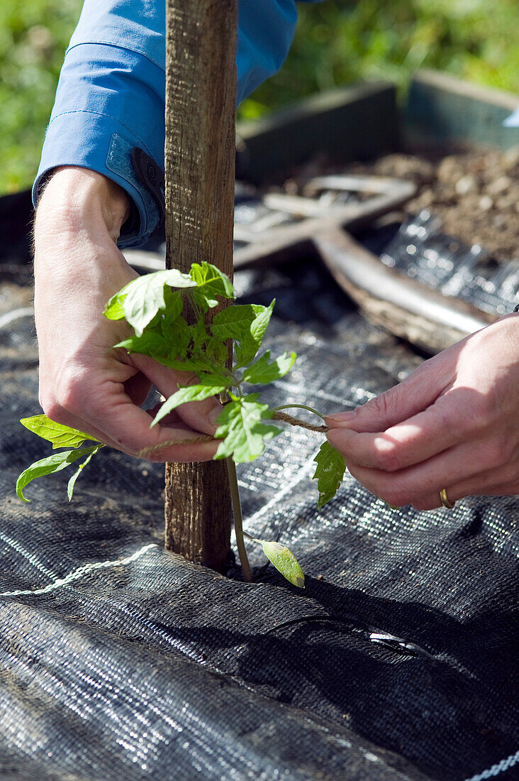 Person tying tomato plant seedling to wooden support