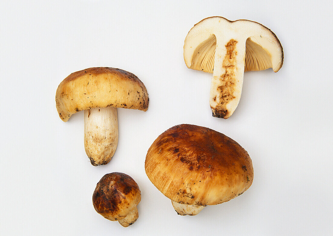 Foetid russule mushroom