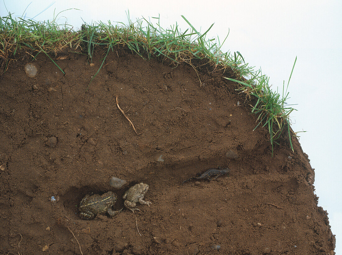 Burrow with toads and newt
