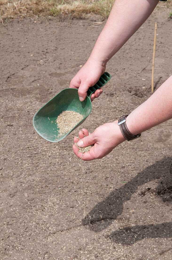 Scattering grass seed over prepared base