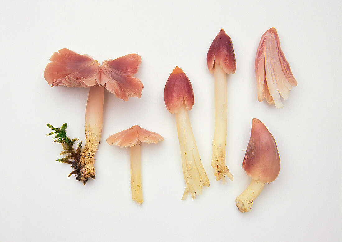 Pink wax-cap mushroom