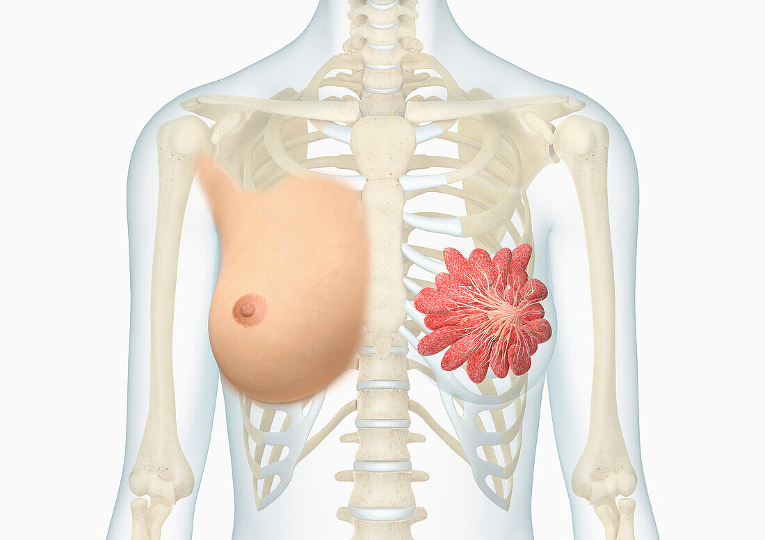 Female breast, illustration