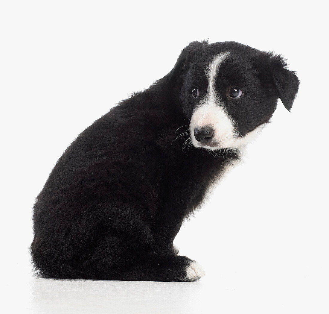 Black and white sheepdog puppy, 7-week-old