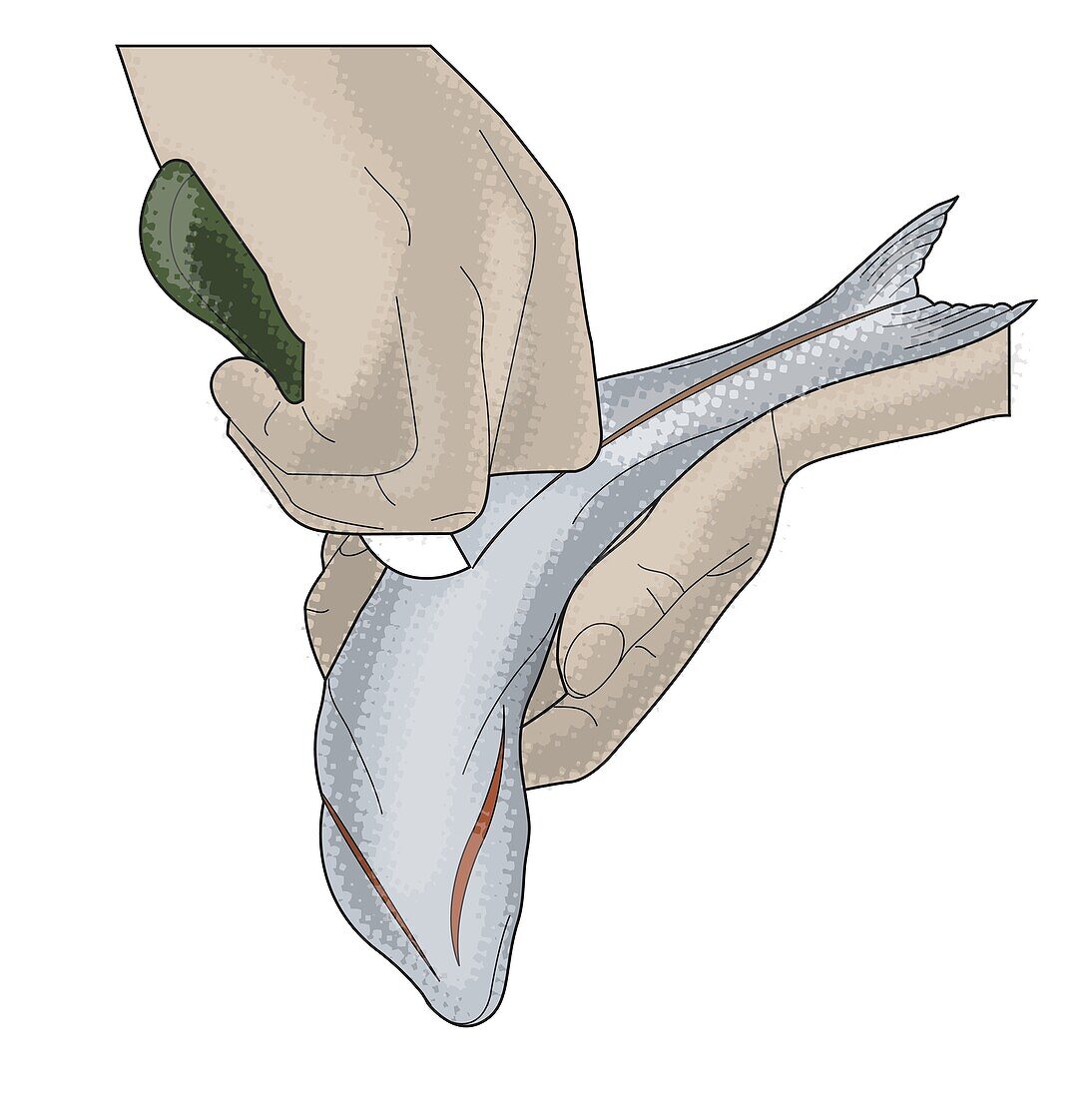 Filleting a fish, illustration