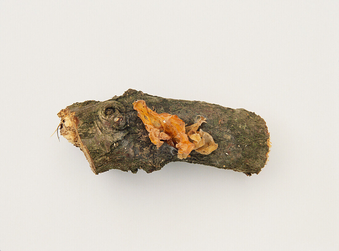 Dry specimen of yellow brain fungus