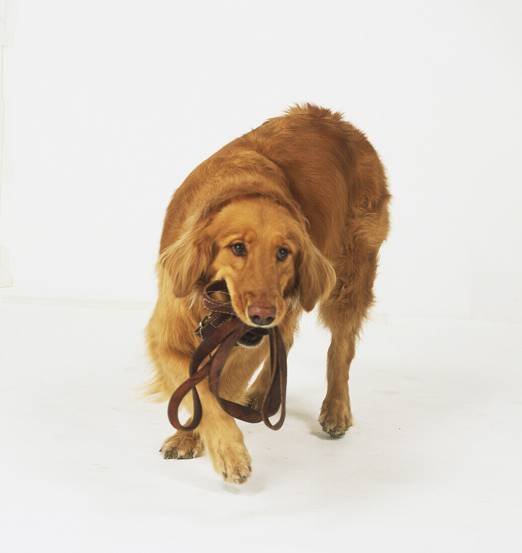 Red-brown Labrador retriever carrying pouch in its mouth