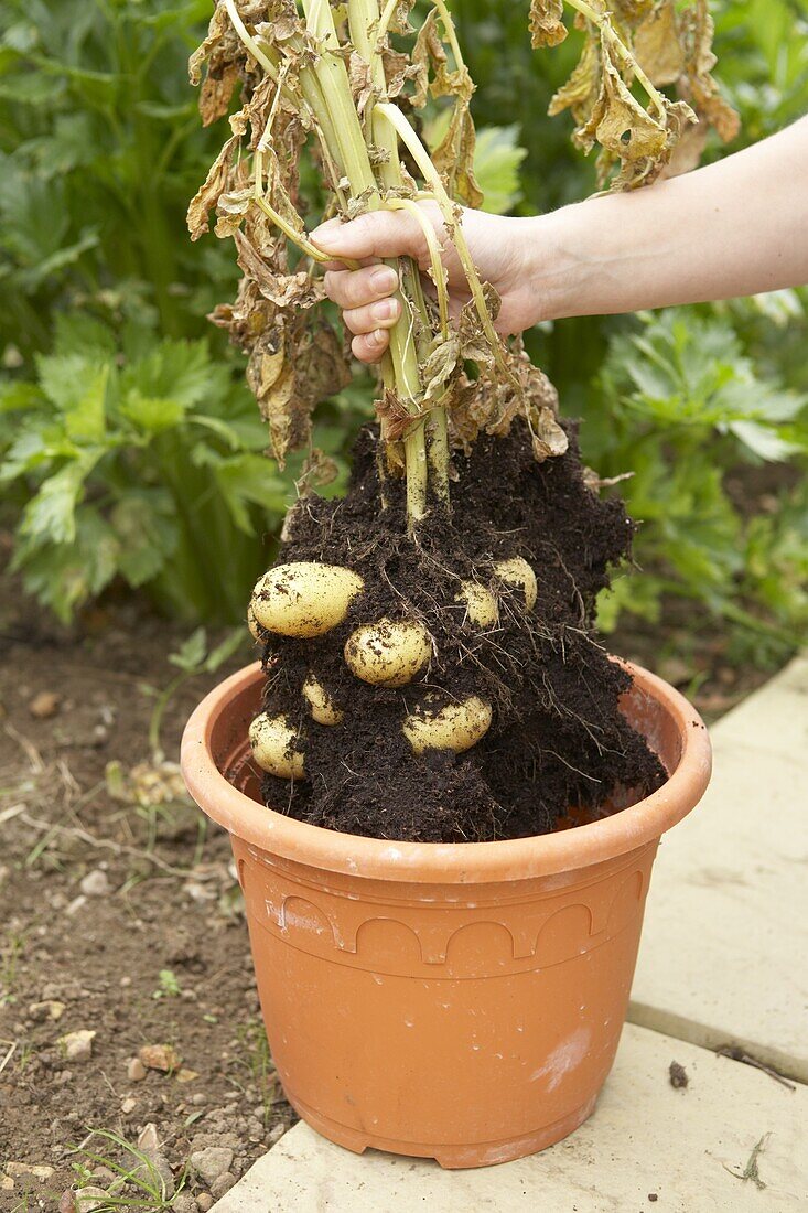 Uprooting potato plant from plant pot