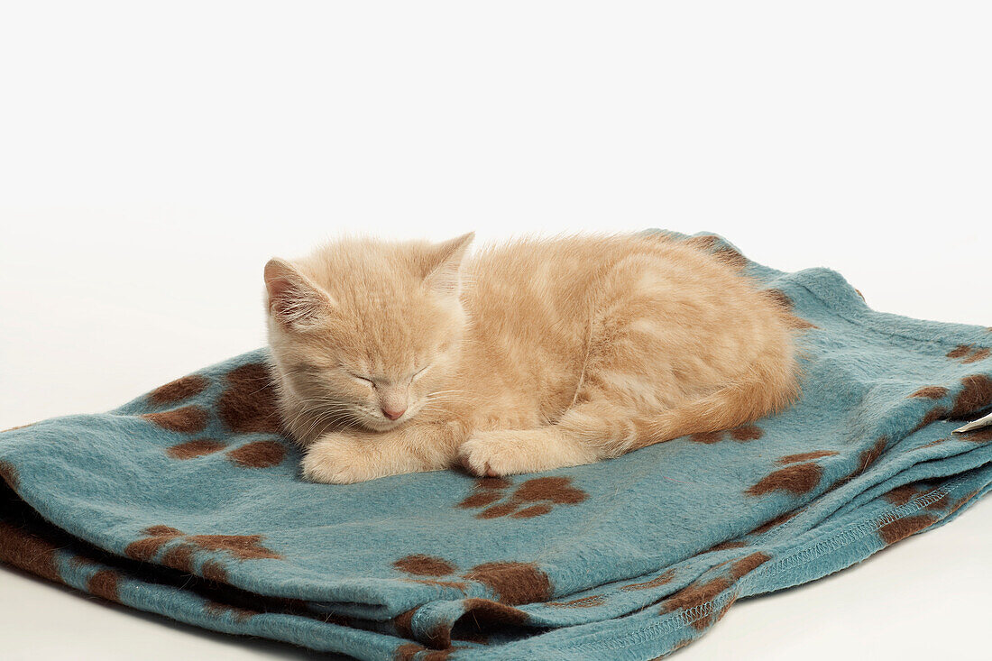 Kitten on pet blanket