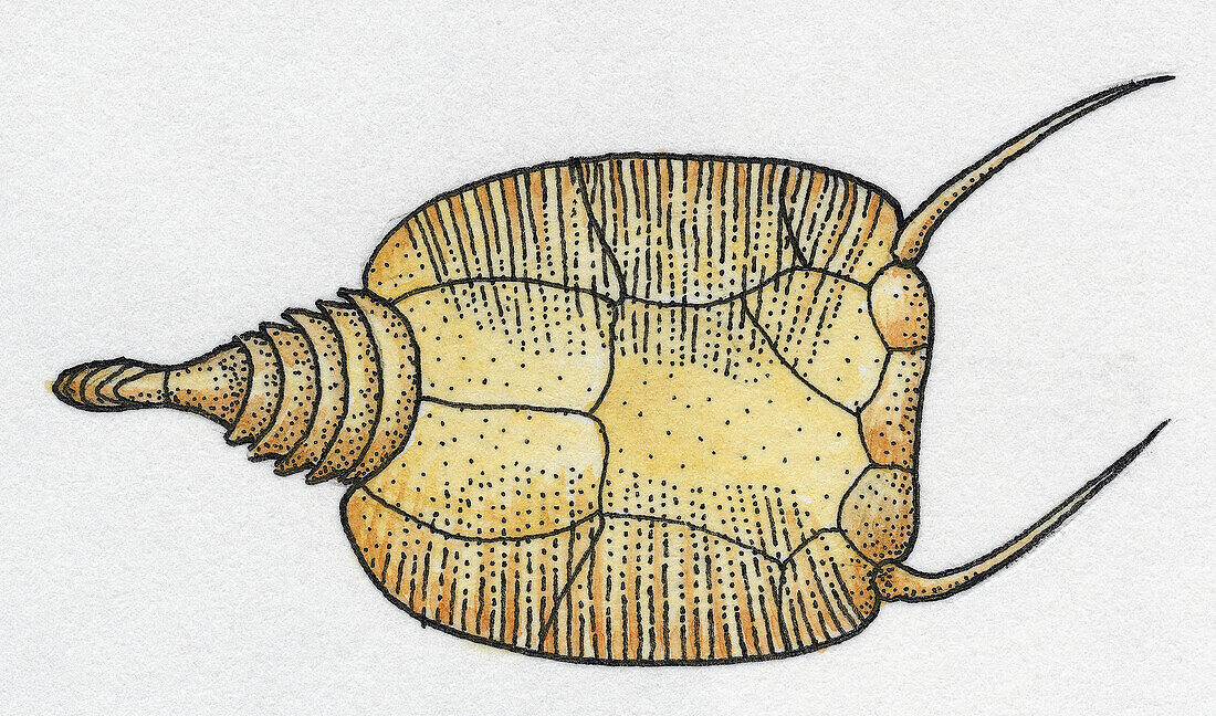 Mitrata fossil, illustration