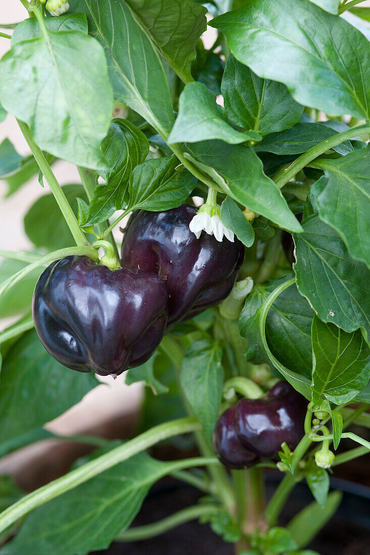 Sweet pepper 'Purple beauty'