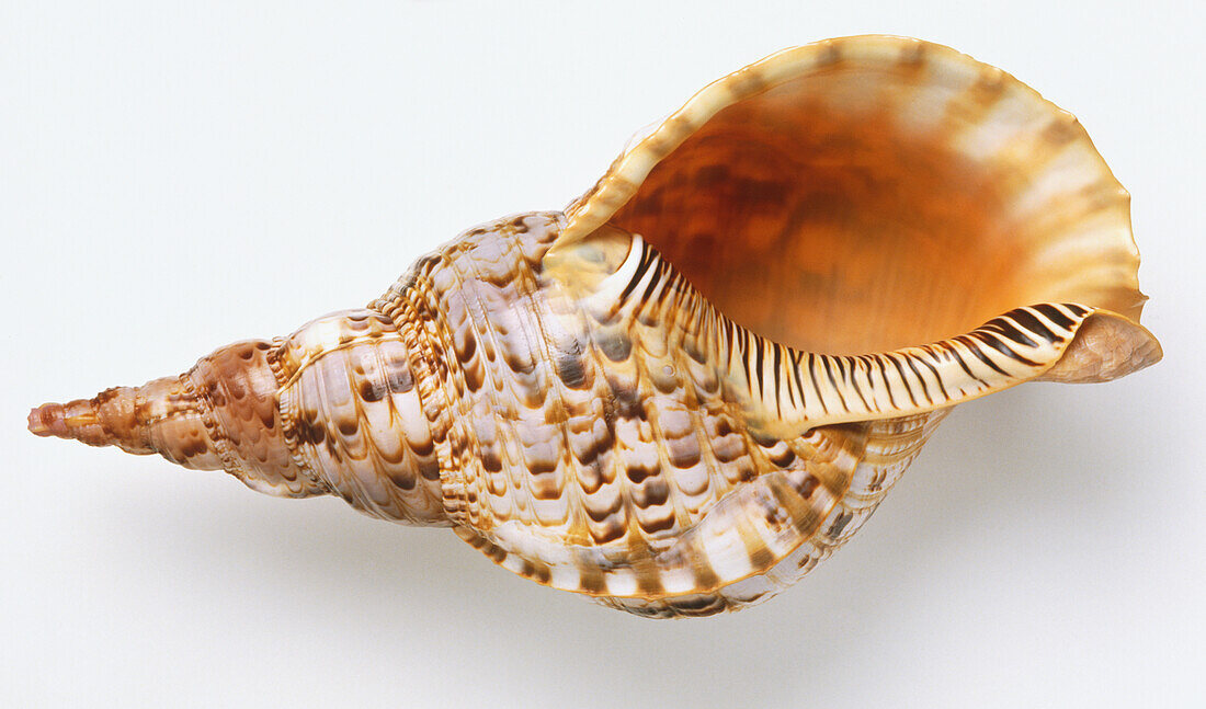 Giant triton shell