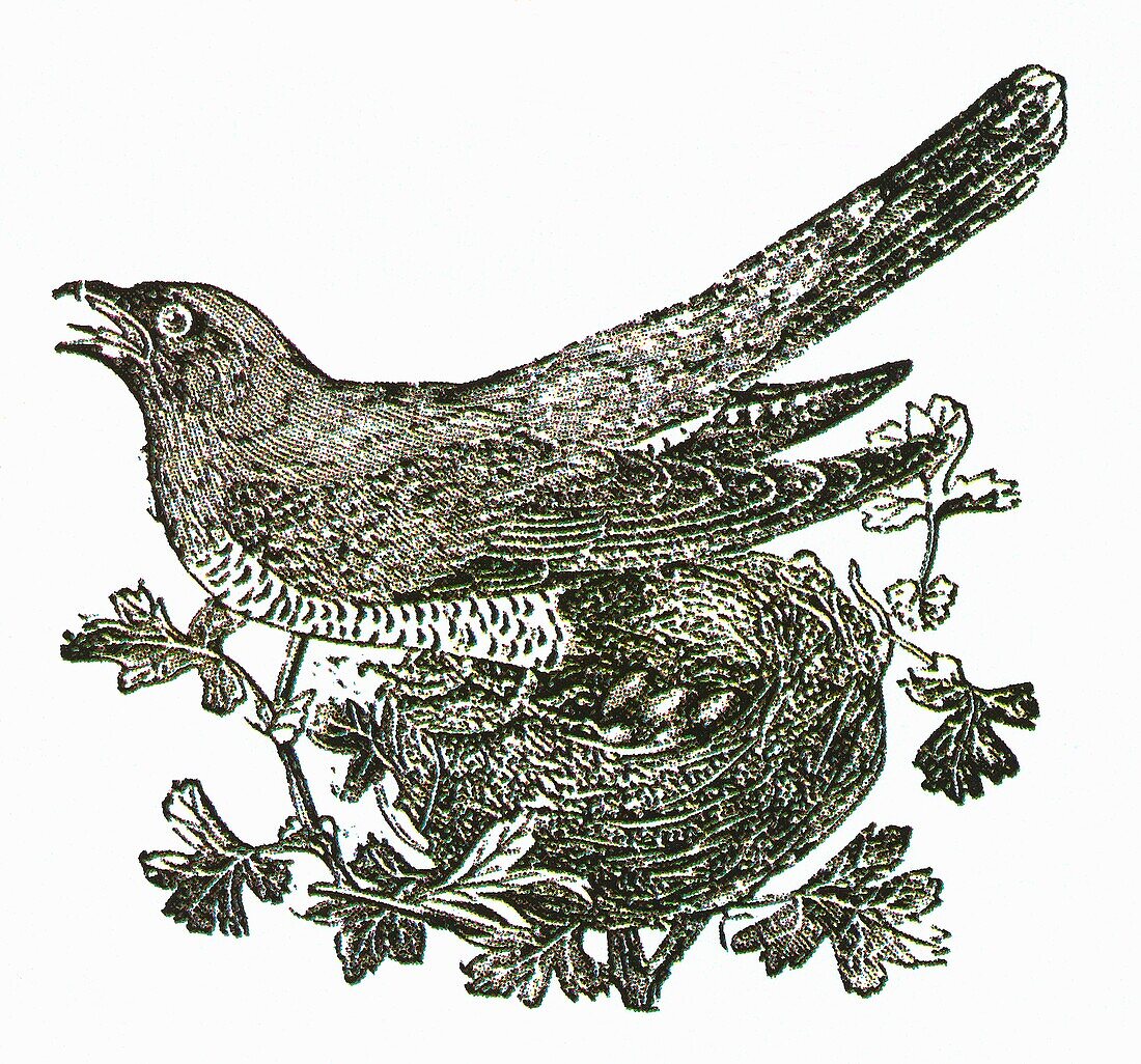 Cuckoo in nest, illustration