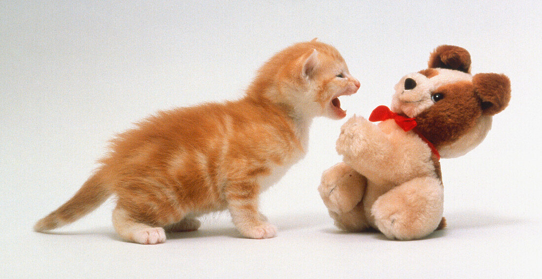 Ginger kitten snarling at small teddy bear