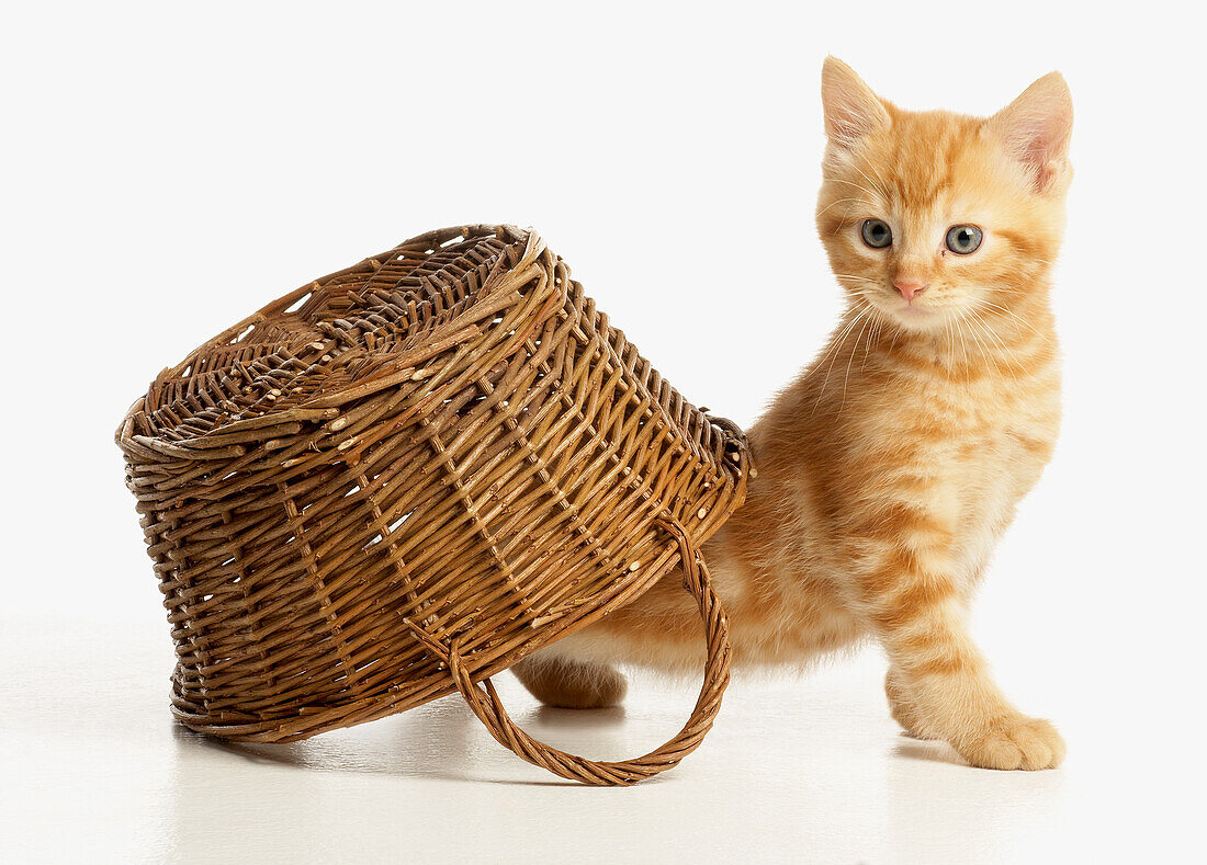 Kitten sneaking out from under a wicker basket
