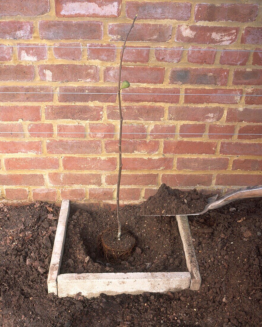 Planting of fig tree