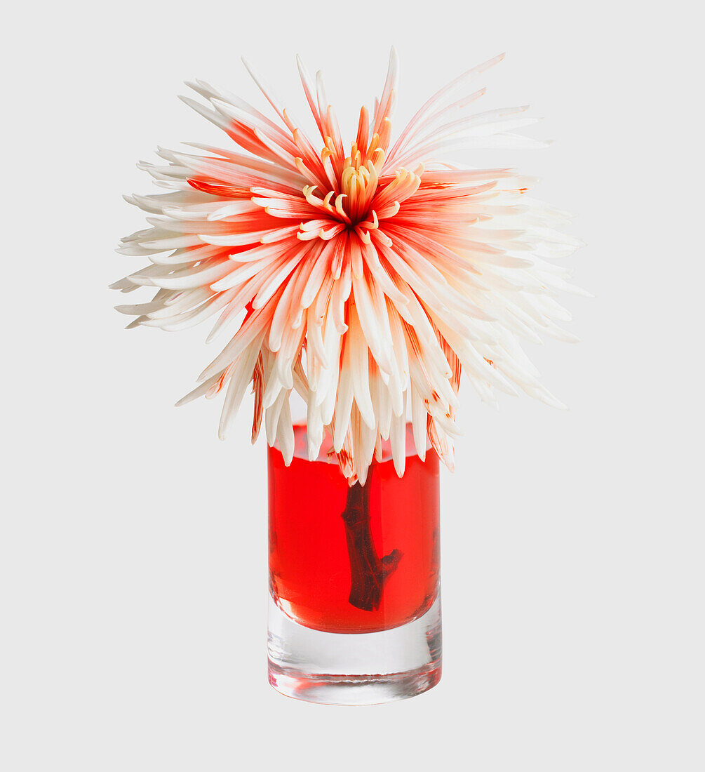 White chrysanthemum in a glass filled with red water