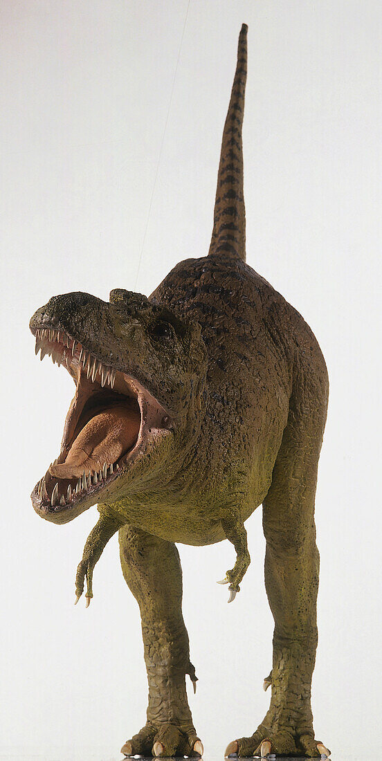 Model Tyrannosaurus rex roaring
