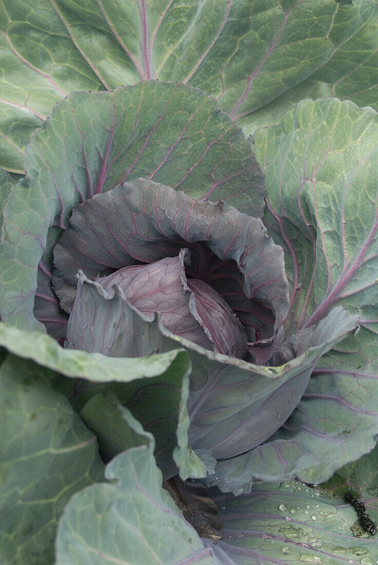 Cabbage 'Red Jewel'
