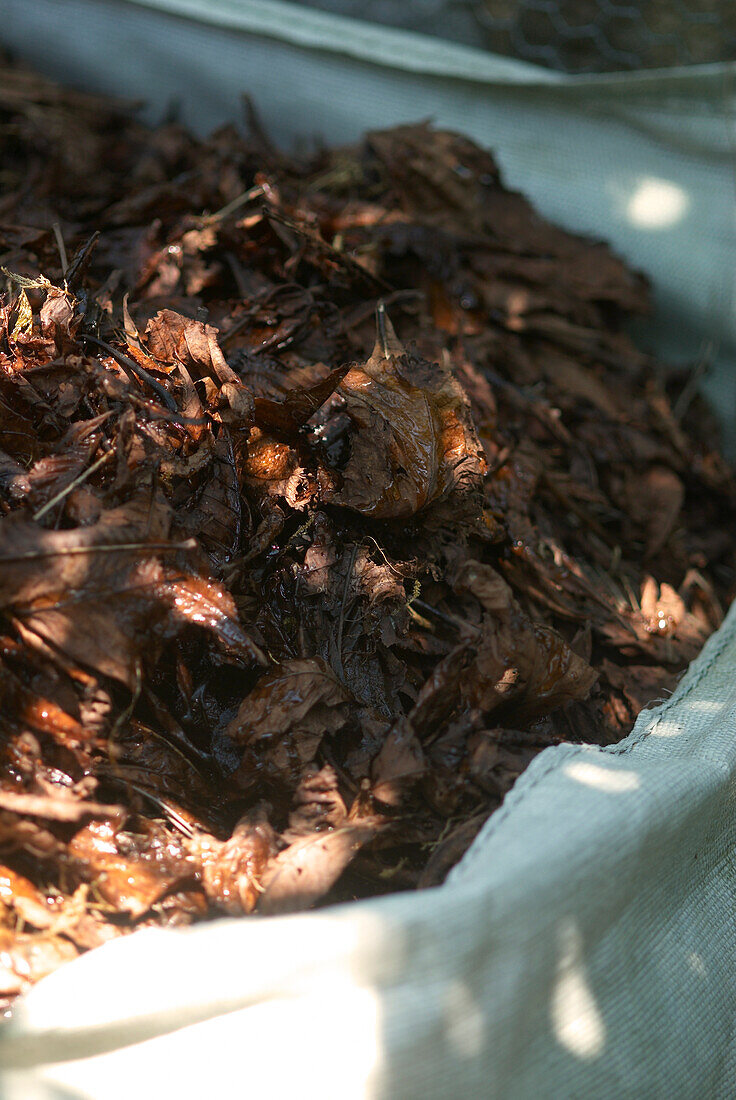 Leaves for compost in bag