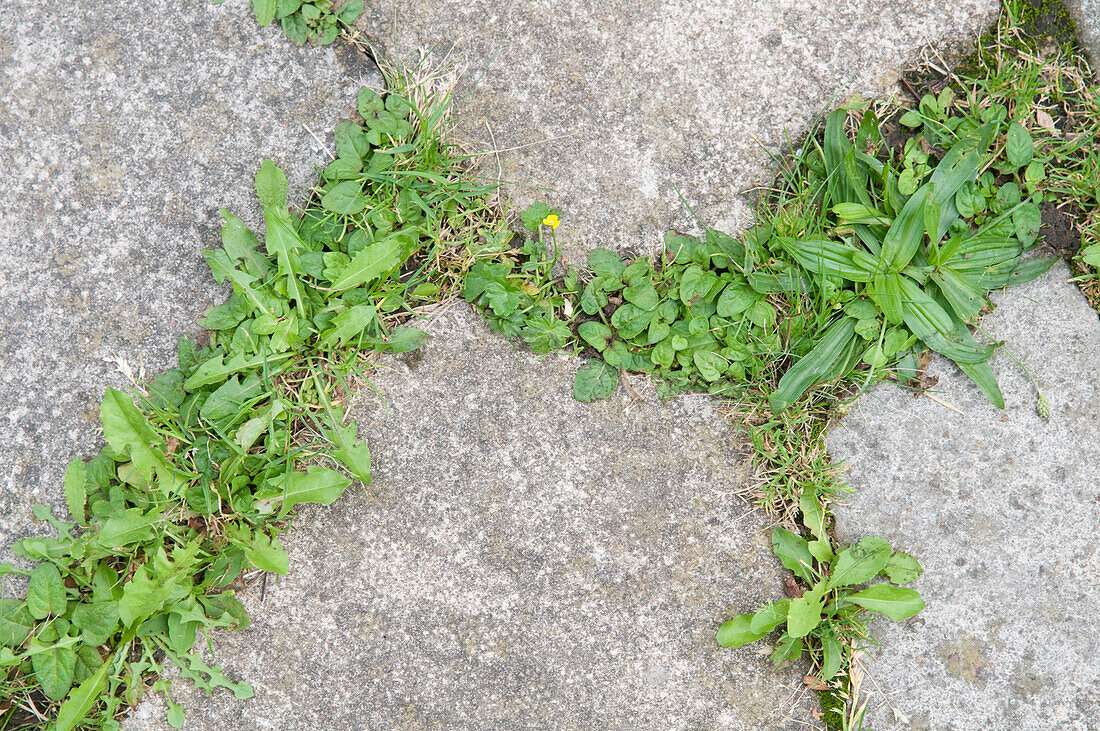 Weeds growing in gaps between paving stones