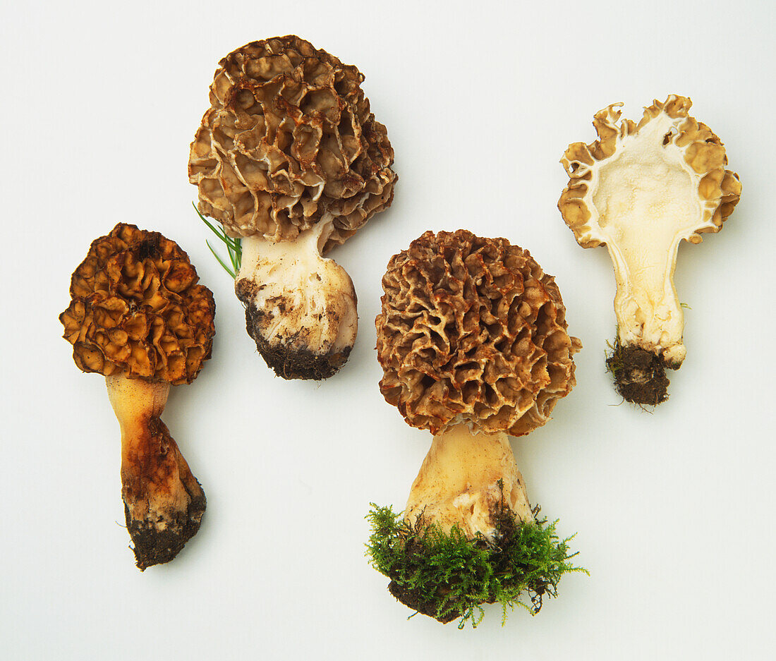 Common morel mushroom