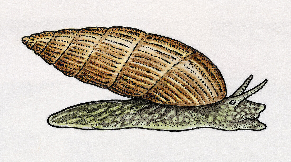 Rillyarex extinct gastropod, illustration