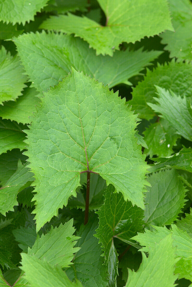 Leopard plant (Ligularia stenocephala 'The Rocket' )