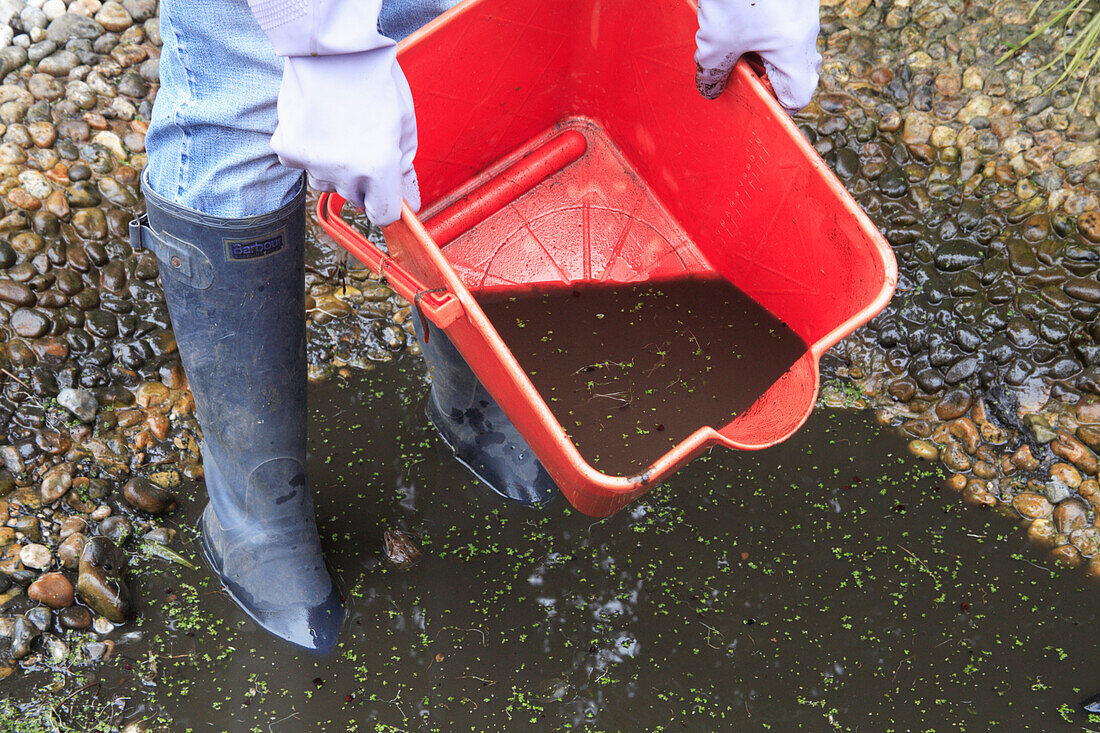 Emptying water with aquatic plant shoots into garden pond