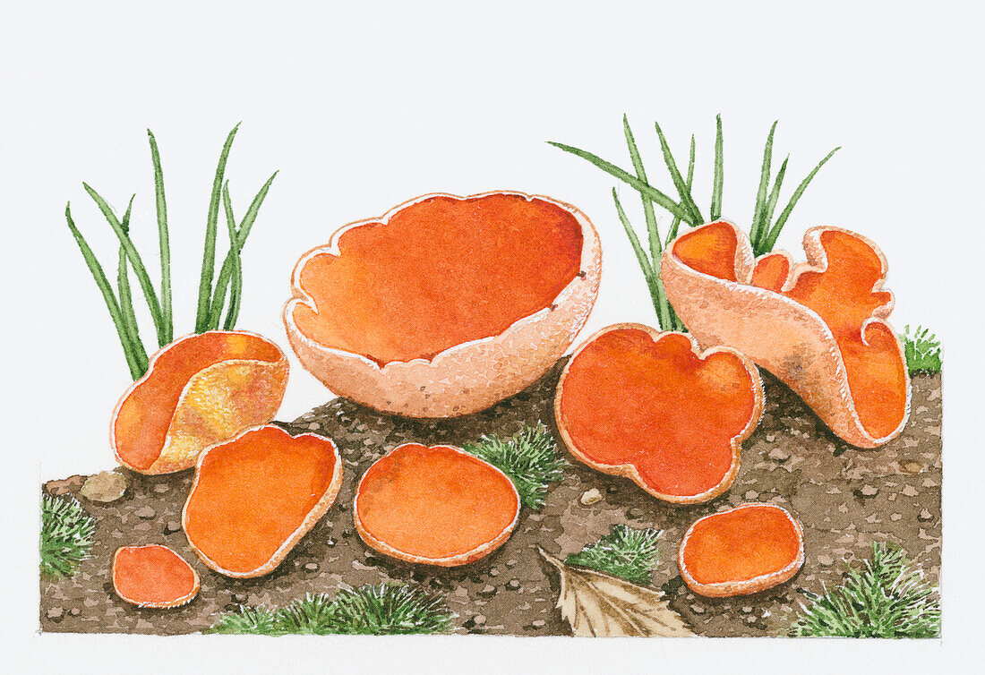 Orange peel fungus, illustration