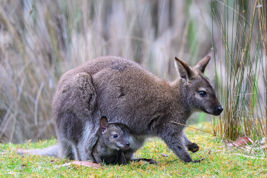 Bennett's wallaby mother and joey