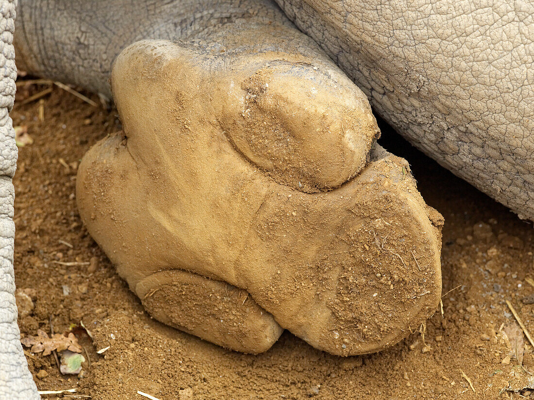 White rhinoceros foot