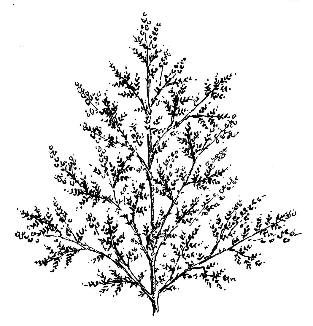 Artemisia annua, illustration