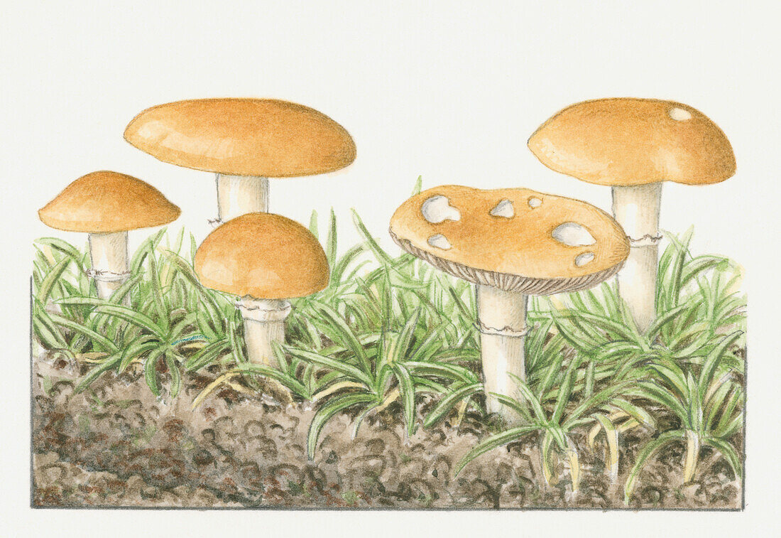 Garland slime-head mushroom, illustration