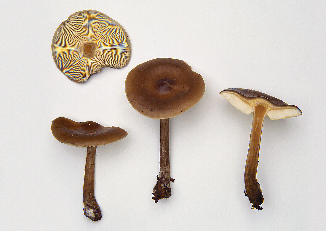 Common cavalier mushroom