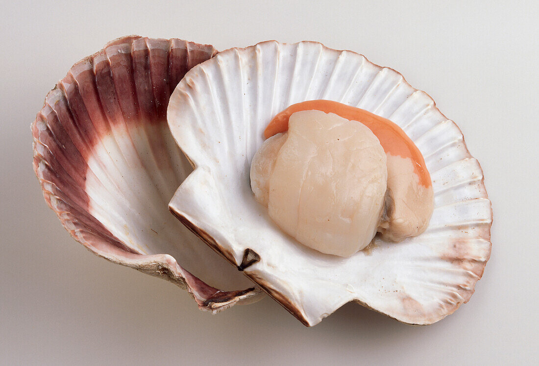 Open scallop shell with prepared scallop in one half