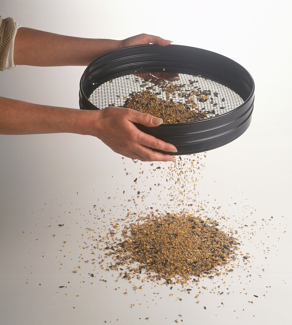 Using a garden sieve to sift grains