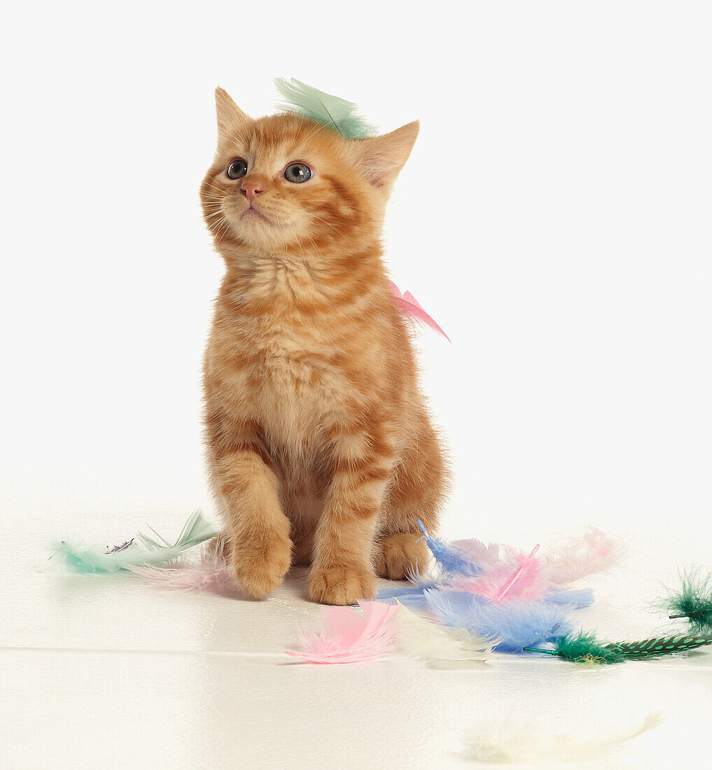 Kitten sitting amongst colourful feathers