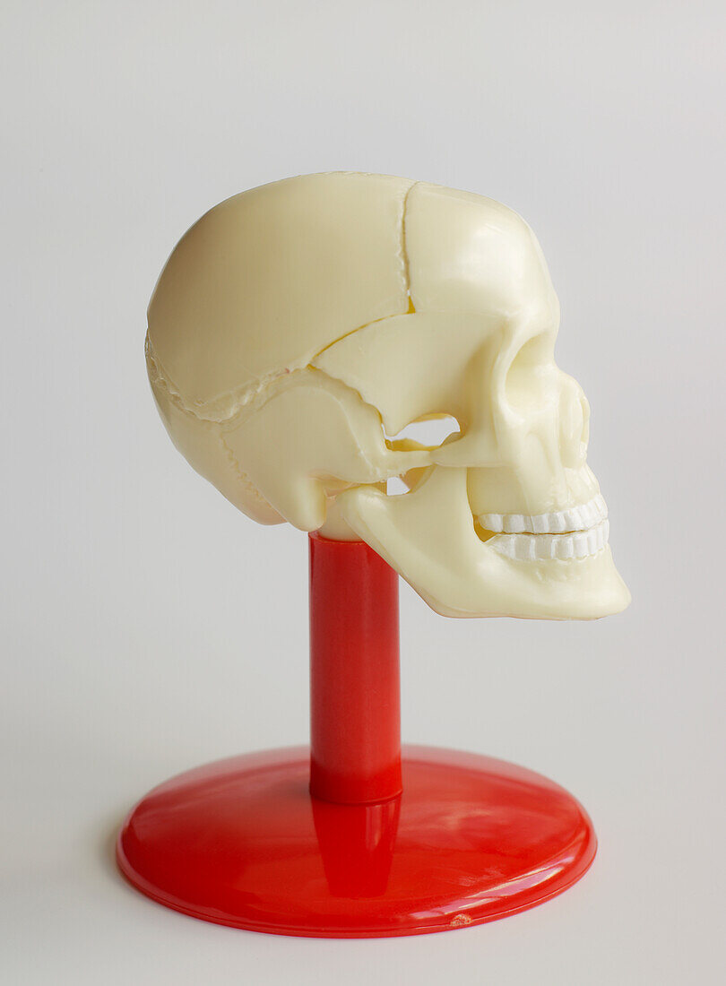 Plastic skull model on red stand