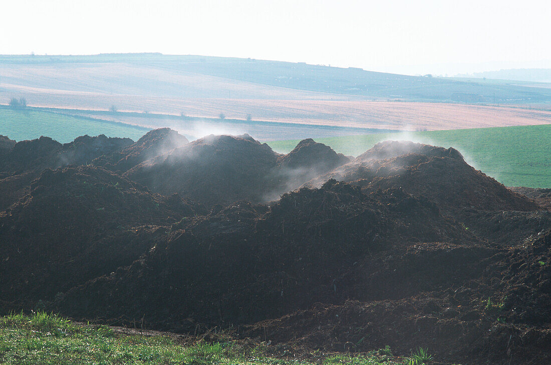 Steaming mound of compost in field