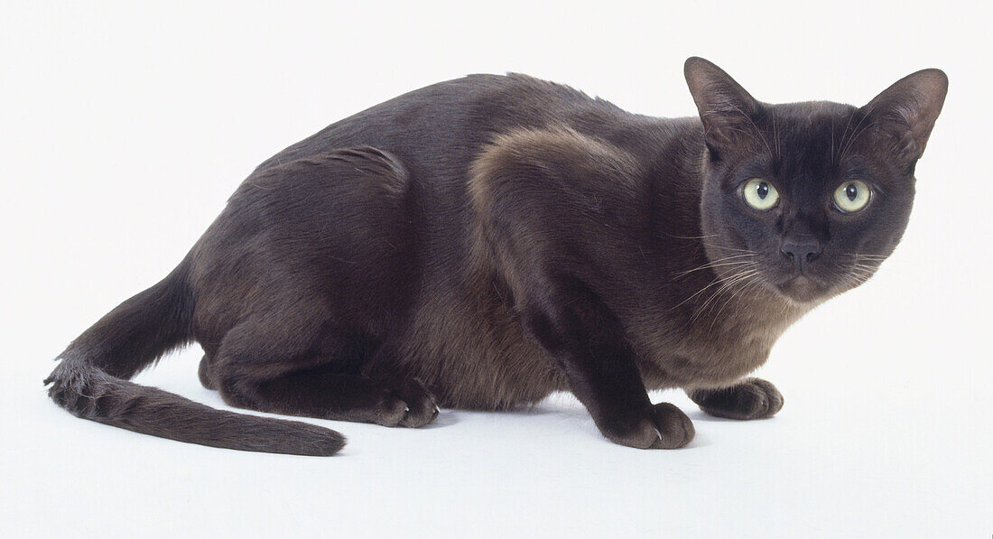 Brown Burmese cat crouching