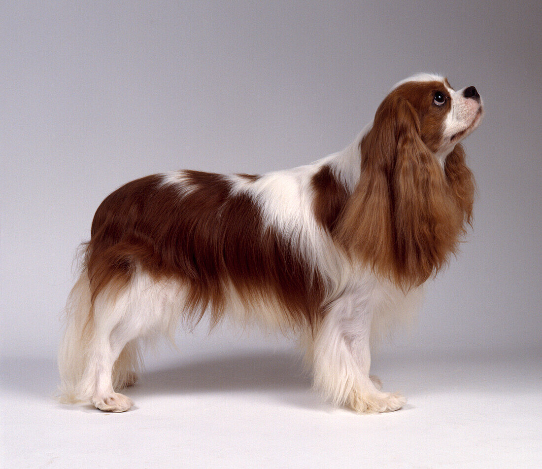 Cavalier king Charles spaniel dog standing and looking up