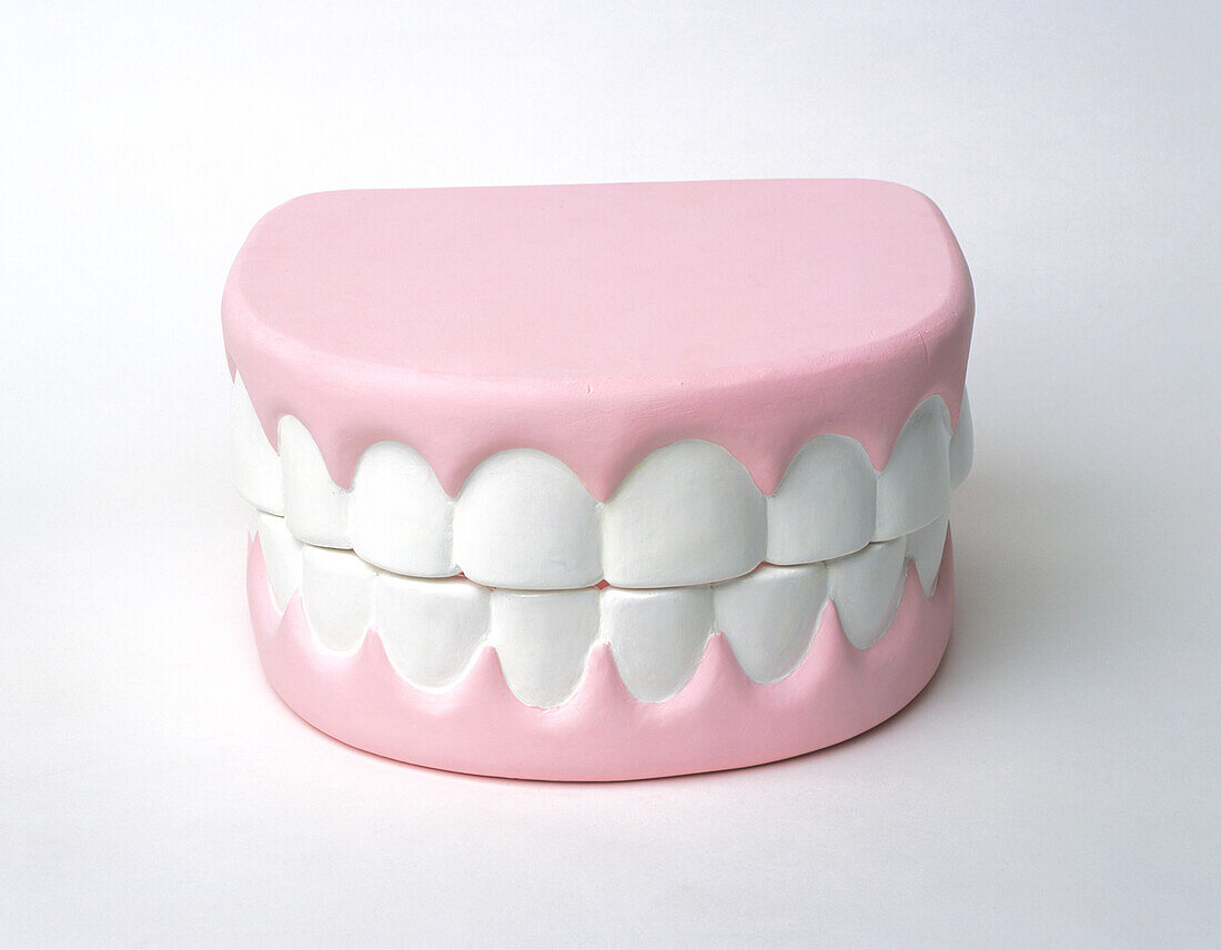 Model of human gums and teeth